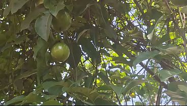 Ngentot Di Kebun, Tante Desa India Pamer Memek Basah